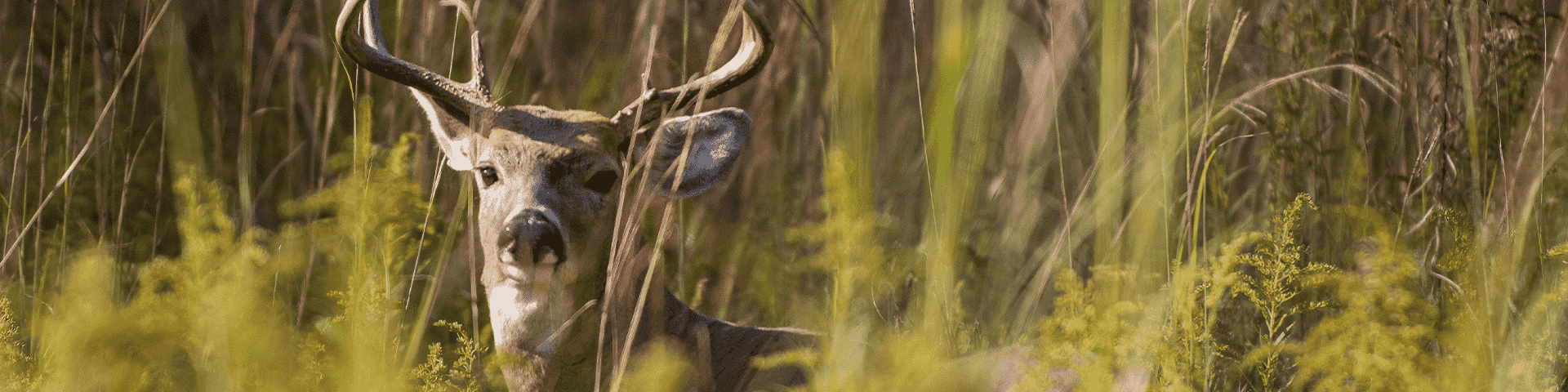 deer looking at camera