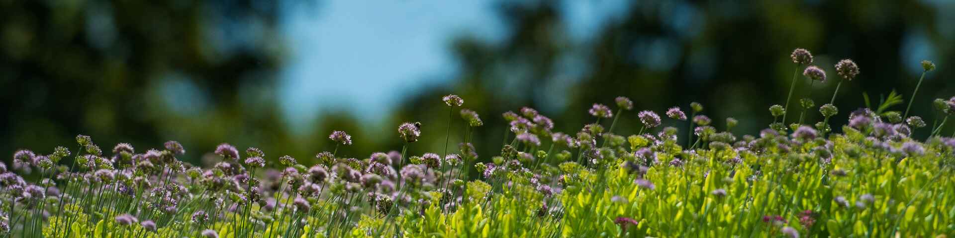 A field of tall, delicate purple flowers swaying in the breeze with a blurred green and blue background.
