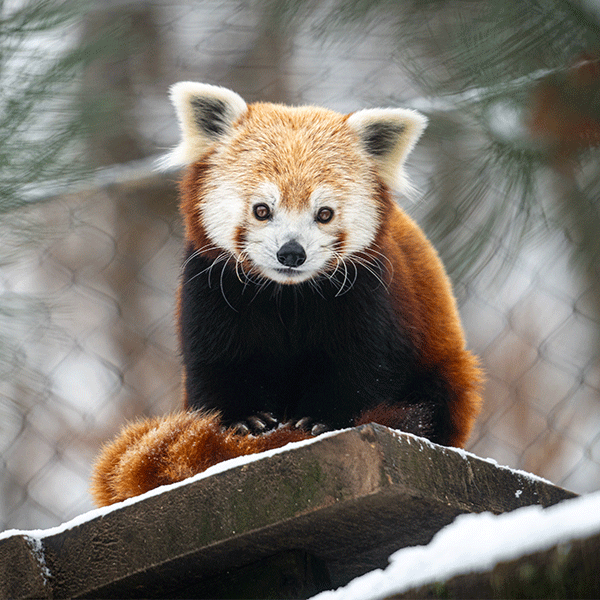 Cleveland Metroparks Zoo's Red Panda