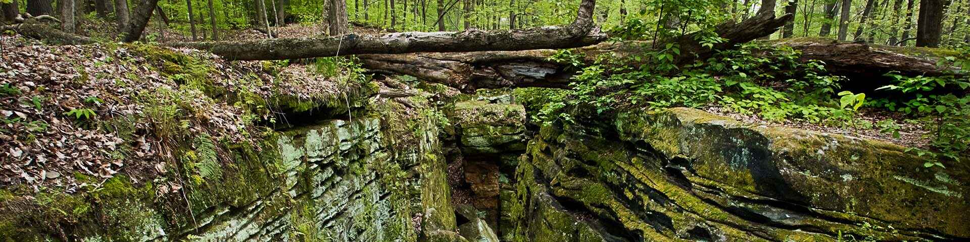 Plants and rocks