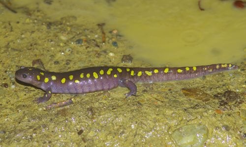 A-Spotted-Salamander