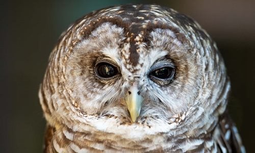 Barredowlsocial-thumbnail-1