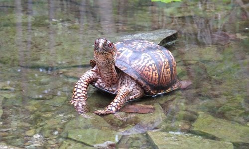 Box-Turtle-1