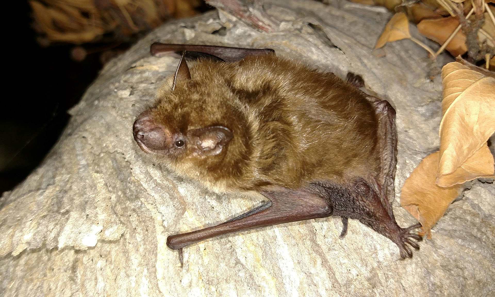 Brown-Bat-1