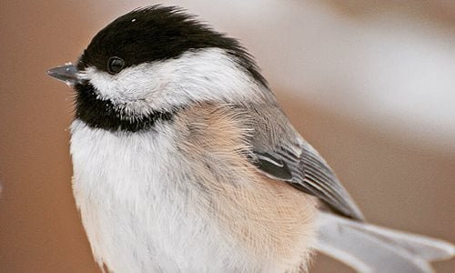 Chickadee-Close-Up-3144