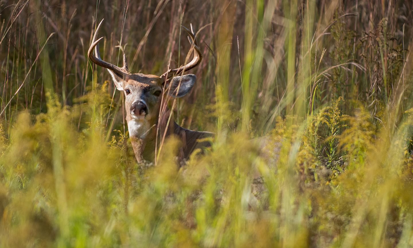 Deer_2