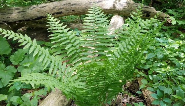 Fern