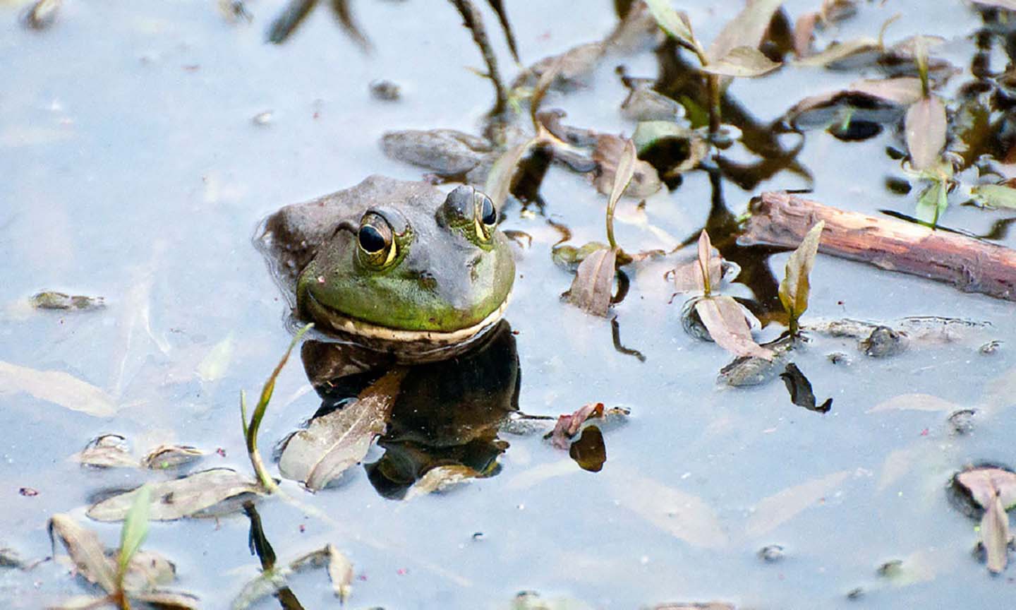 Frog_1