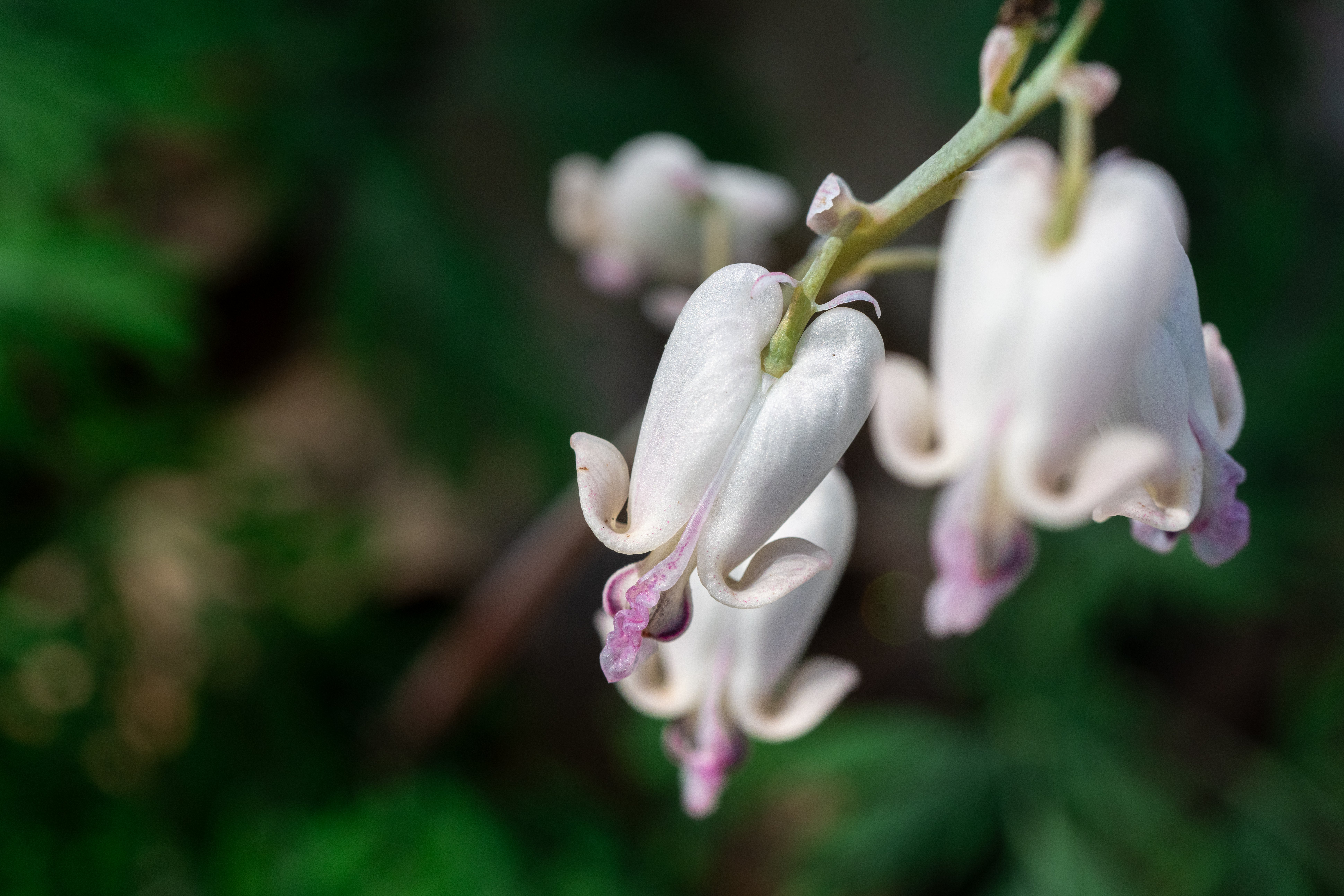 JTX_-401-Squirrel-Corn