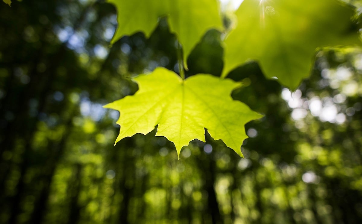 Maple_Leaf_Green_KCL_0723