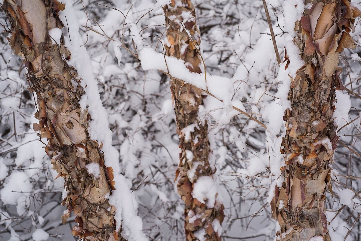 Snow-on-tree-bark