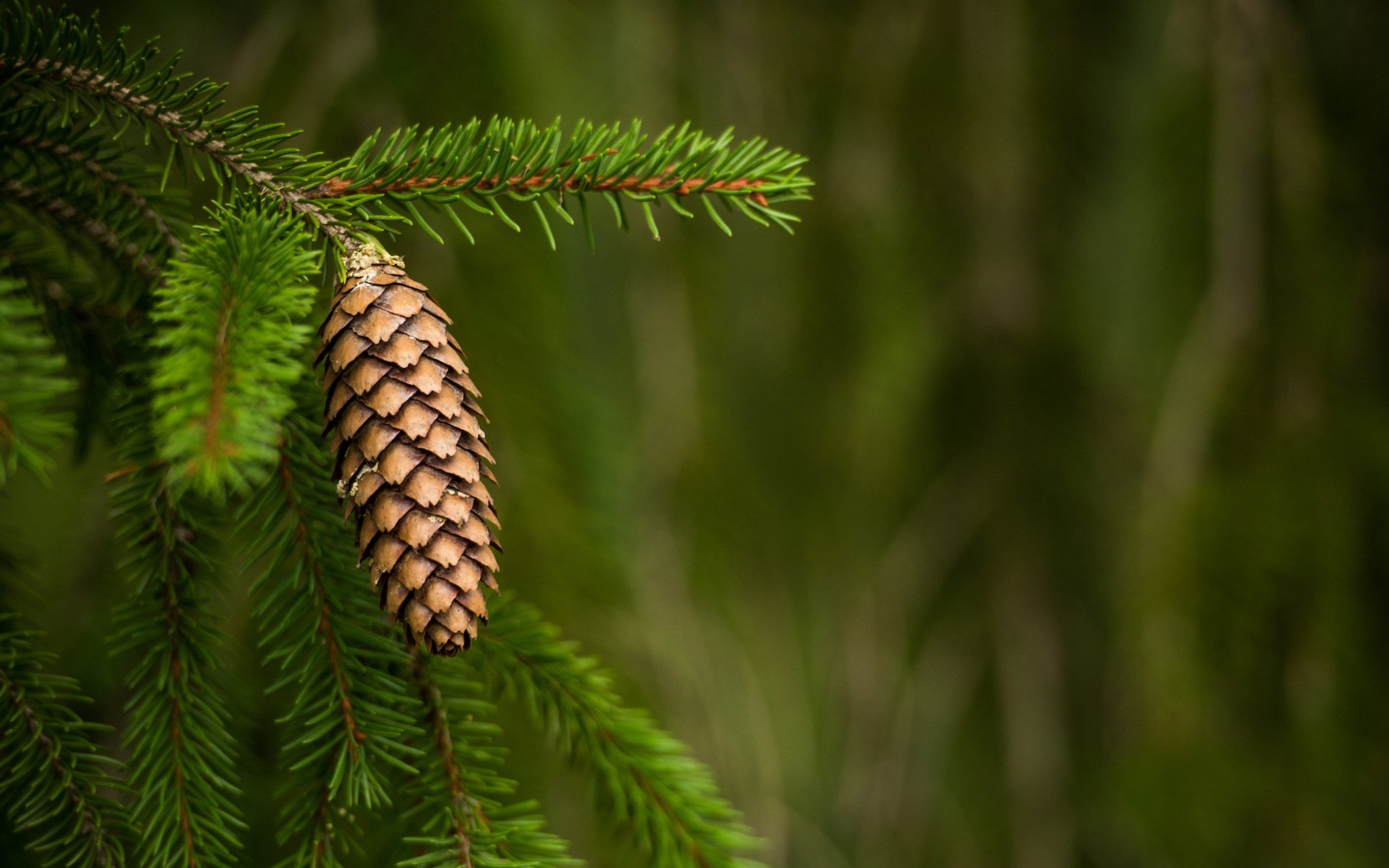 Spruce_with_cone_KCL_5737