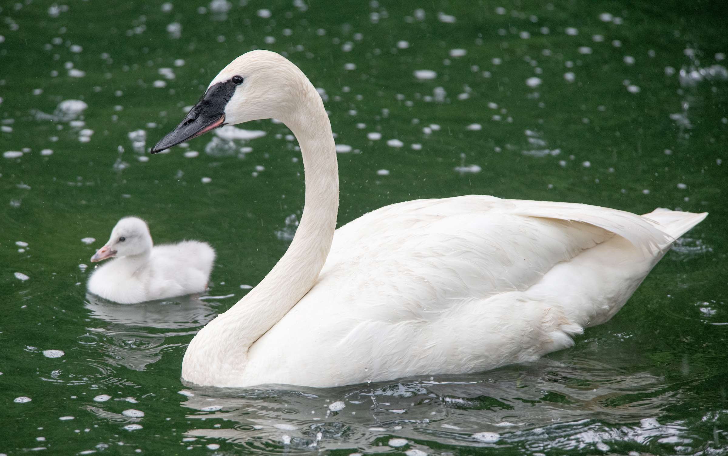 Trumpeter_Swan_KCL_1721