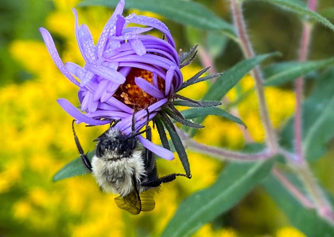 eastern_bumble_aster_goldenrod_JM