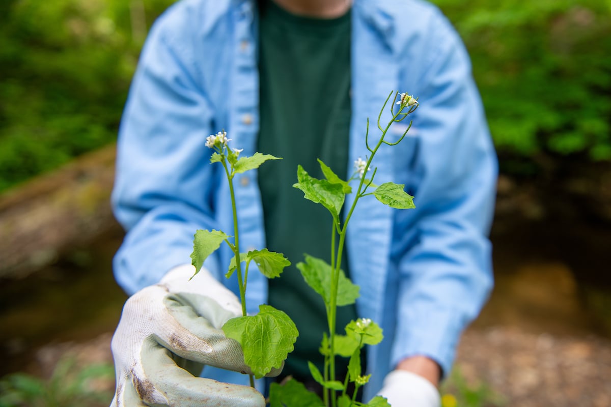 garlic-mustard