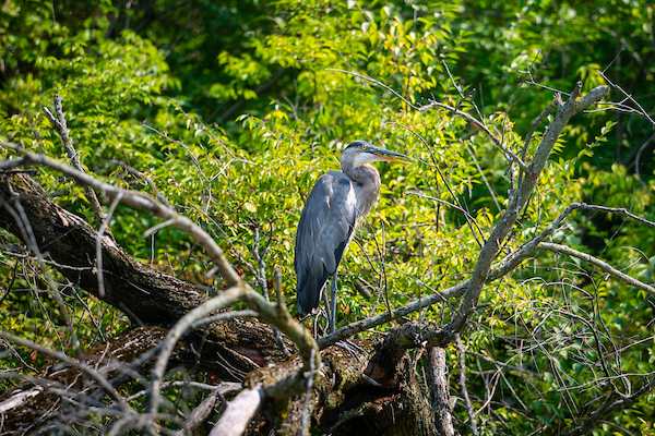 great-blue-heron-1