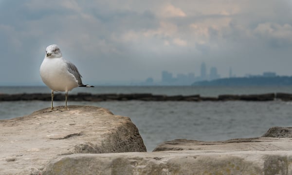 gull-and-skyline-1