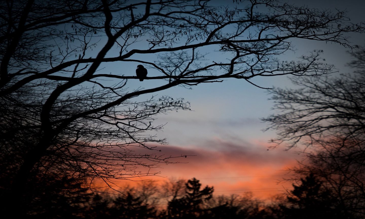 hawk_sunset