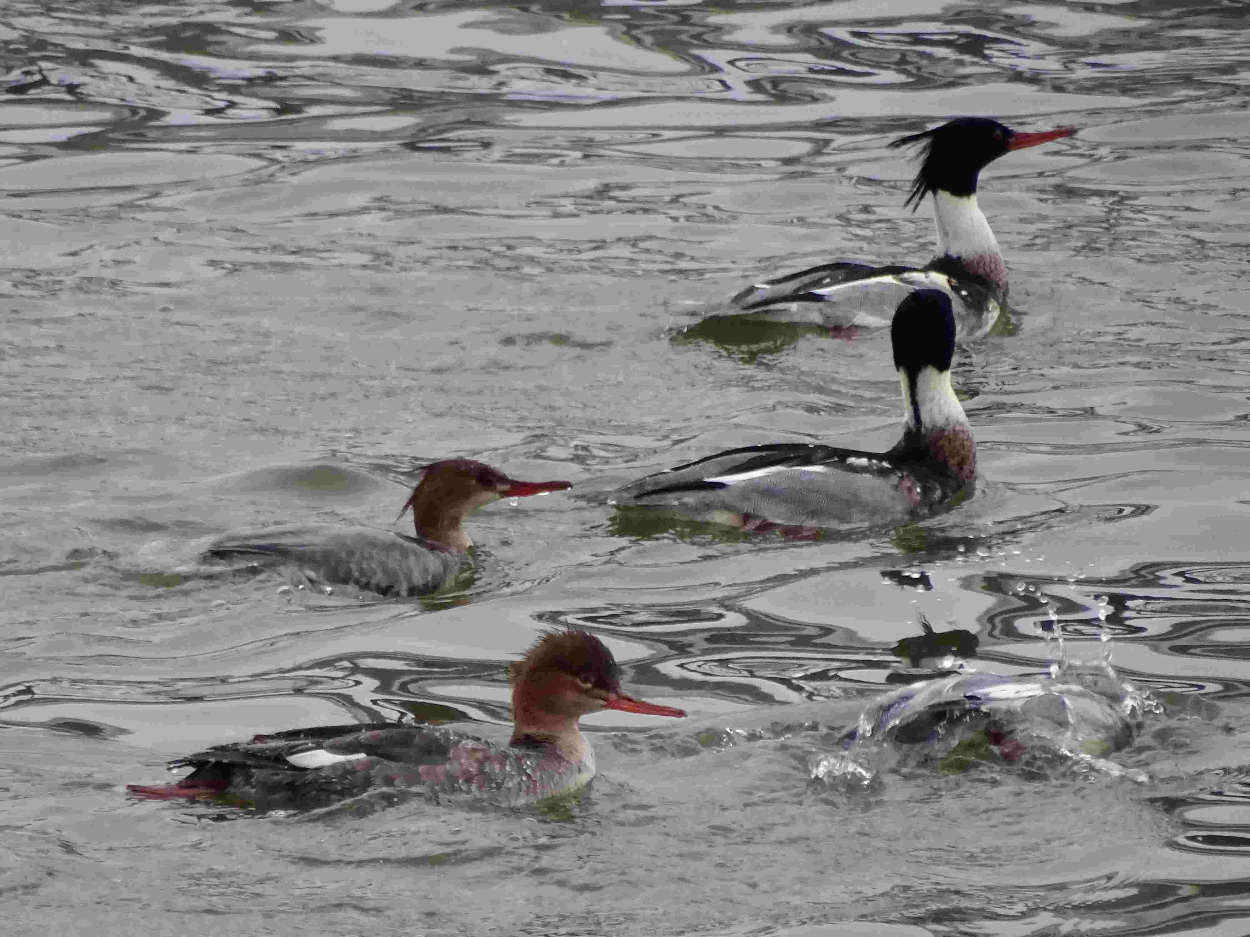 red-breasted-mergansers