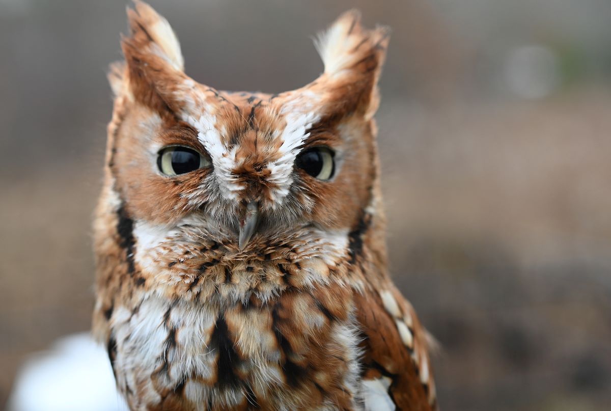 screech-owl-DSC_1085-1