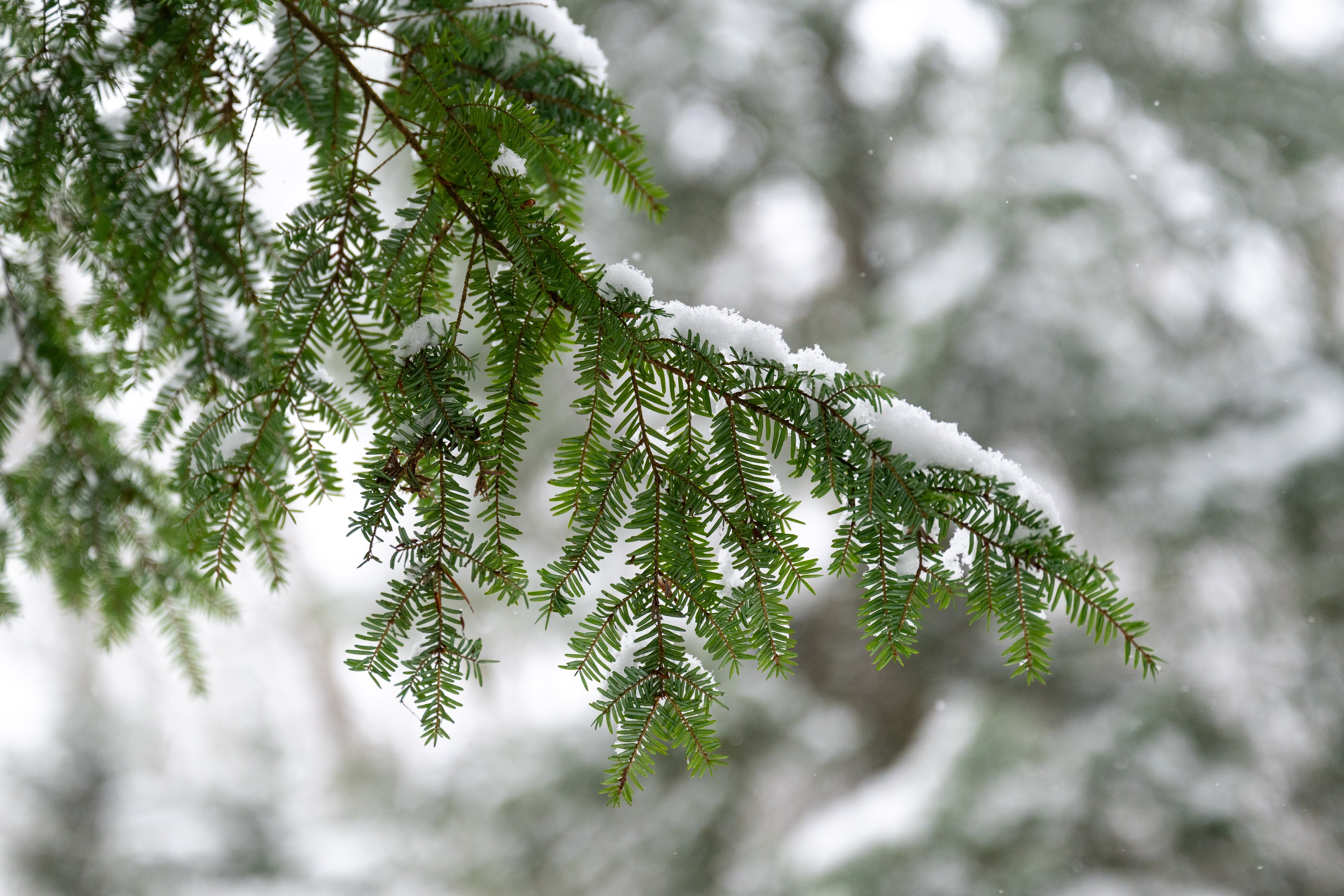 snowy_hemlock