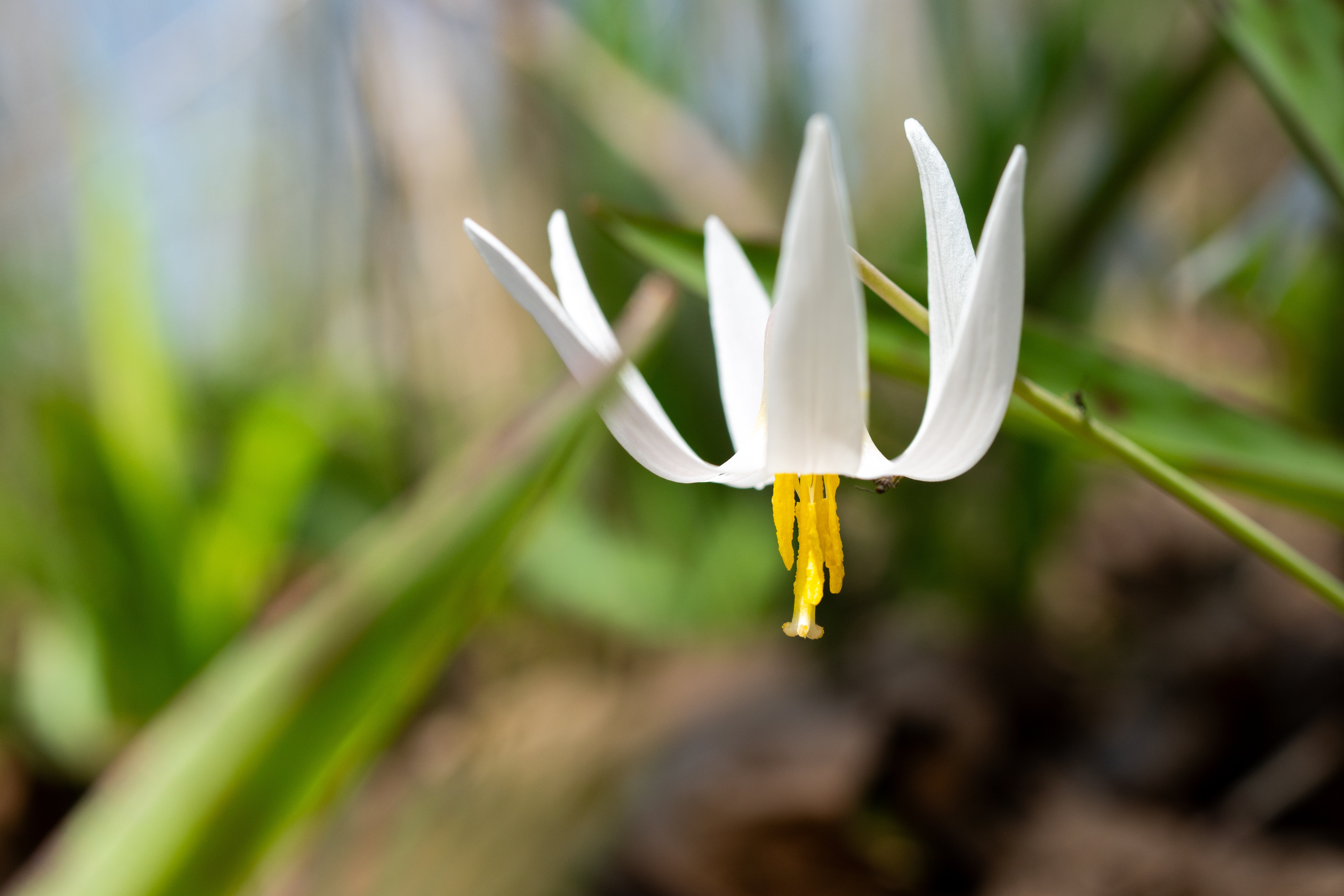 trout-lily