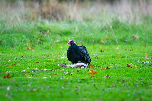 turkey-vulture