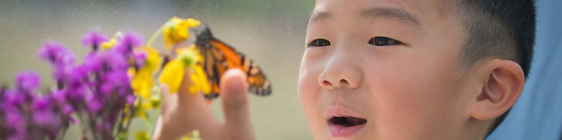 Child holding a butterfly
