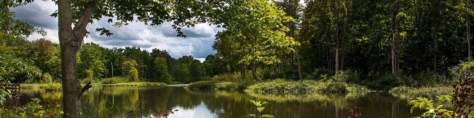 Pond surrounded by trees