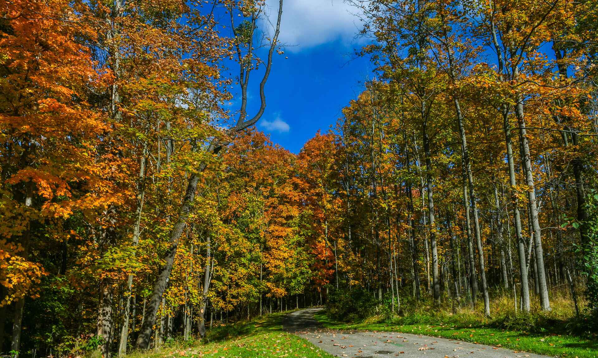 A trail through trees with colorful leaves