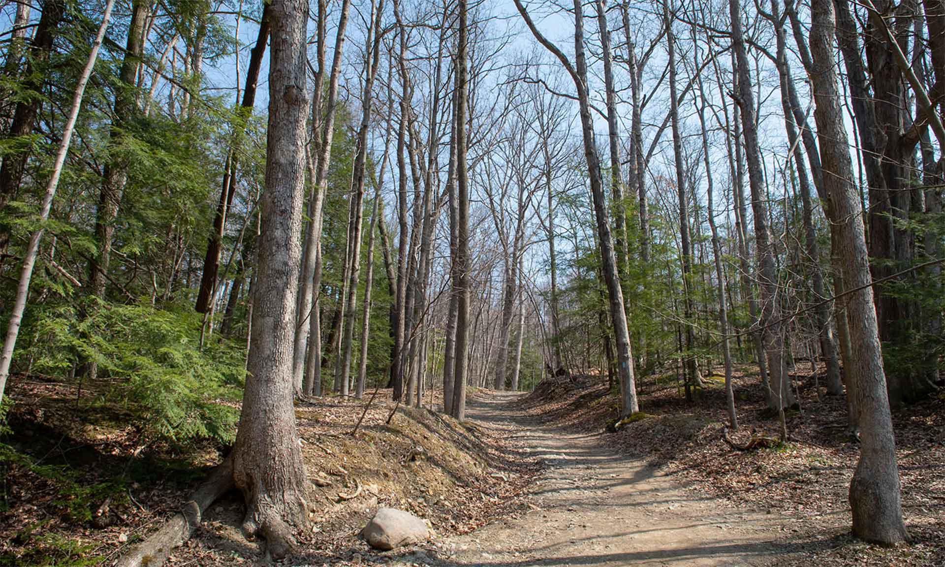 A hiking trail through the trees
