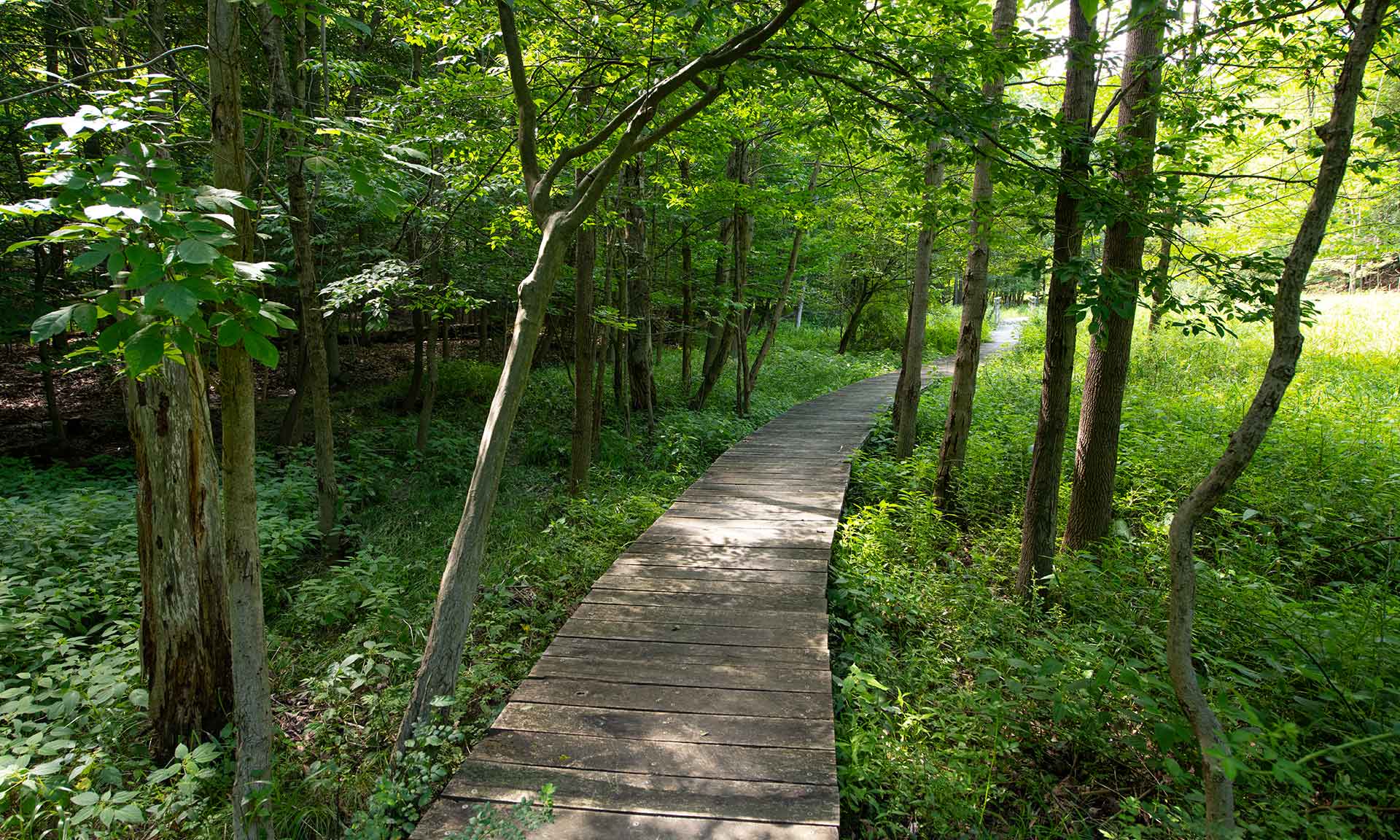 A wooden trail snaking through the trees