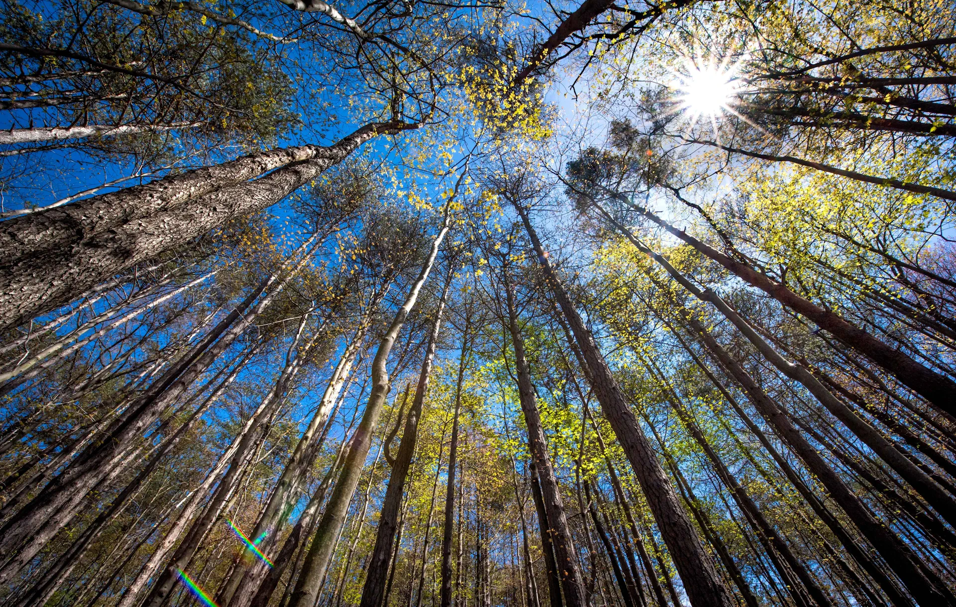 View looking up into the trees