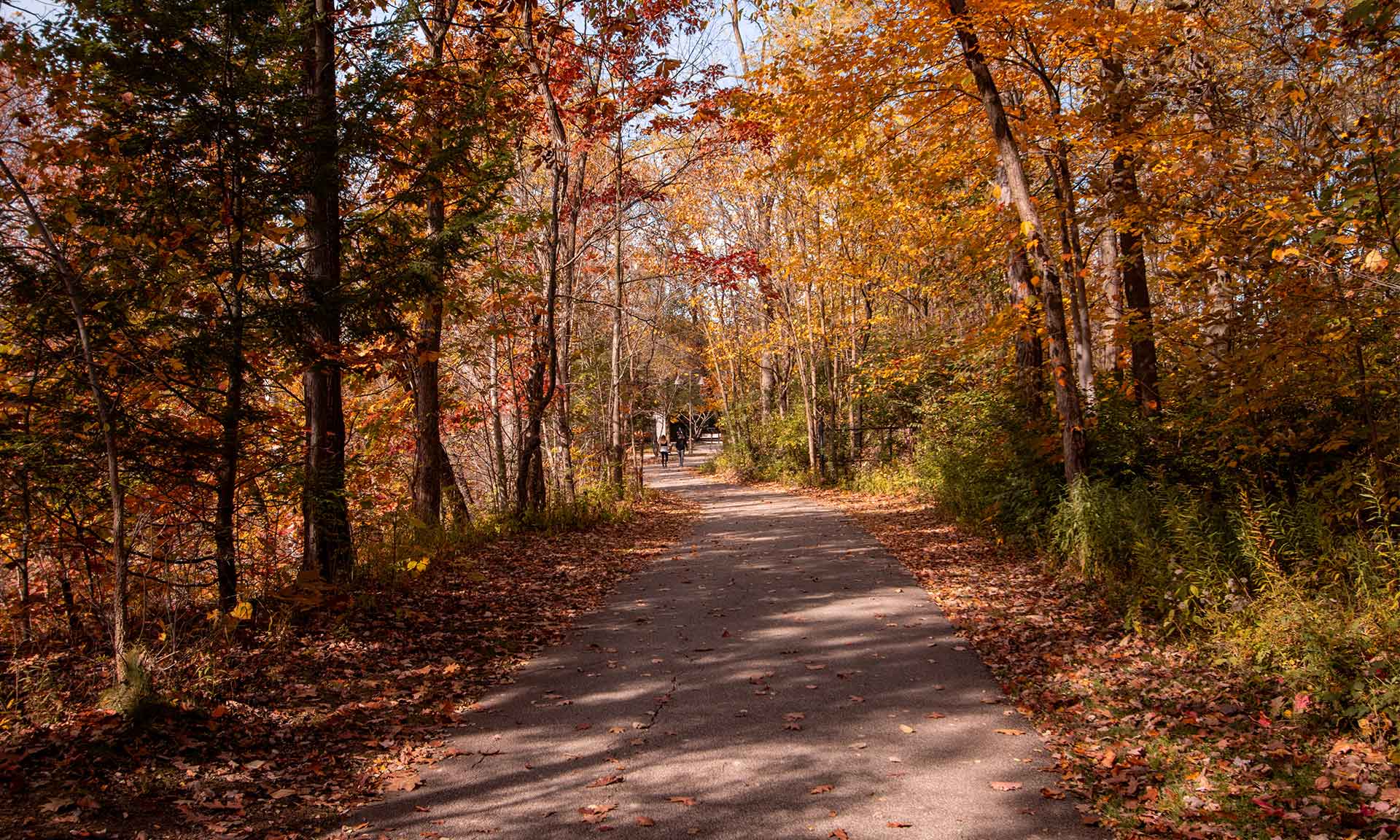 A trail through the trees with colorful leaves