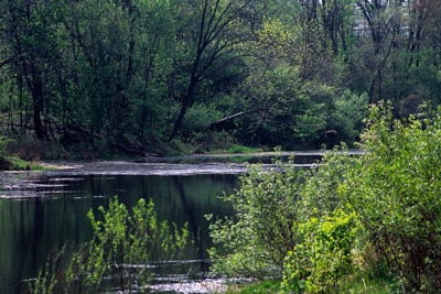 Pond within a park