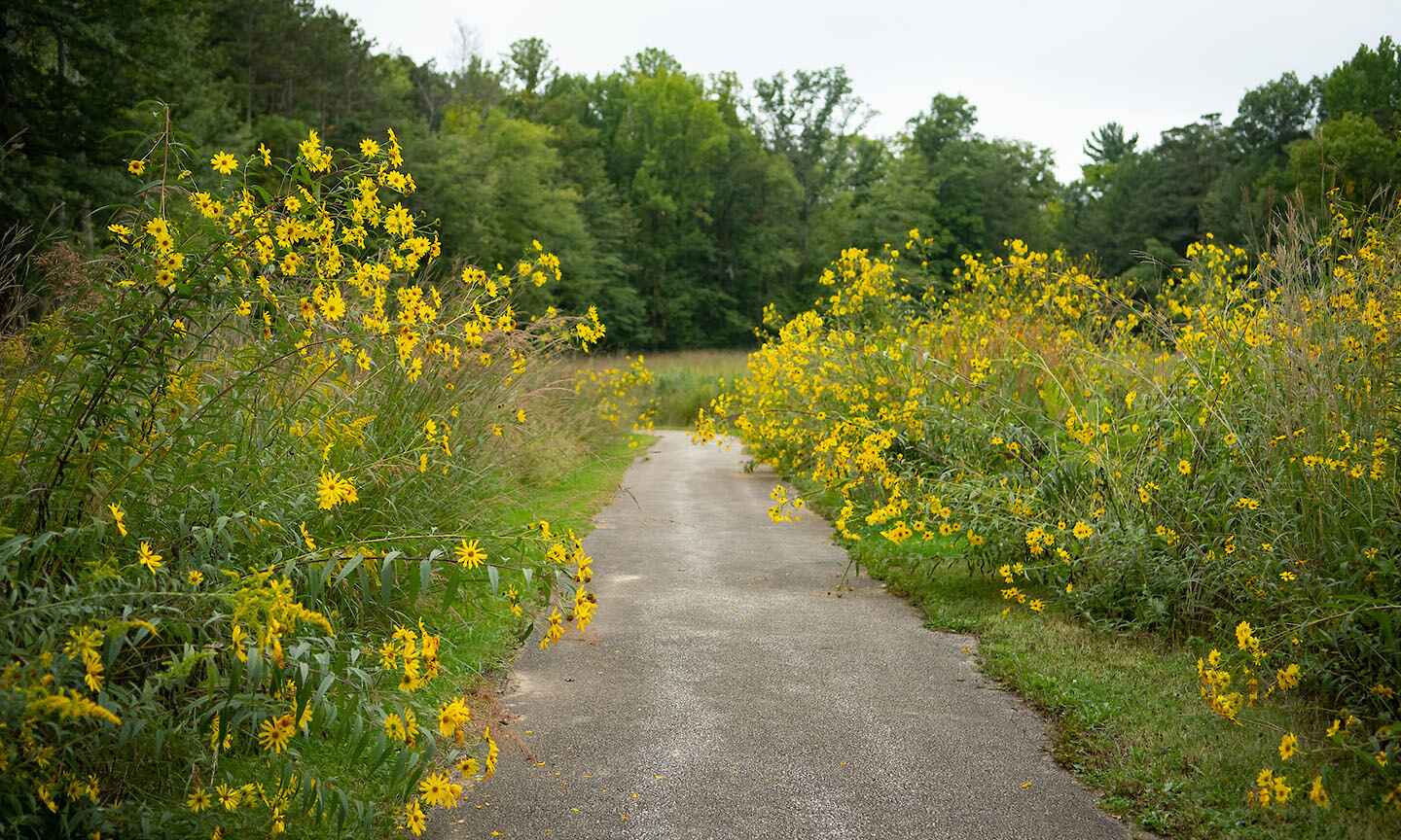 Wildflowers