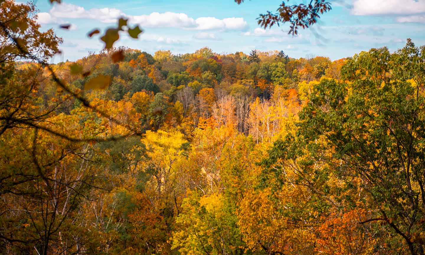 Forest of trees with colorful autumn leaves