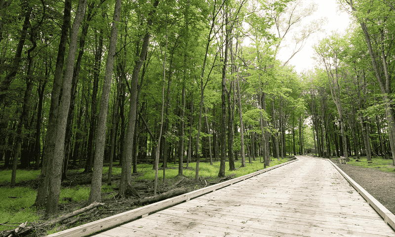Wooden trail through the trees