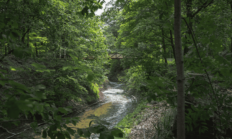 Creek through the trees with a walking bridge over the creek