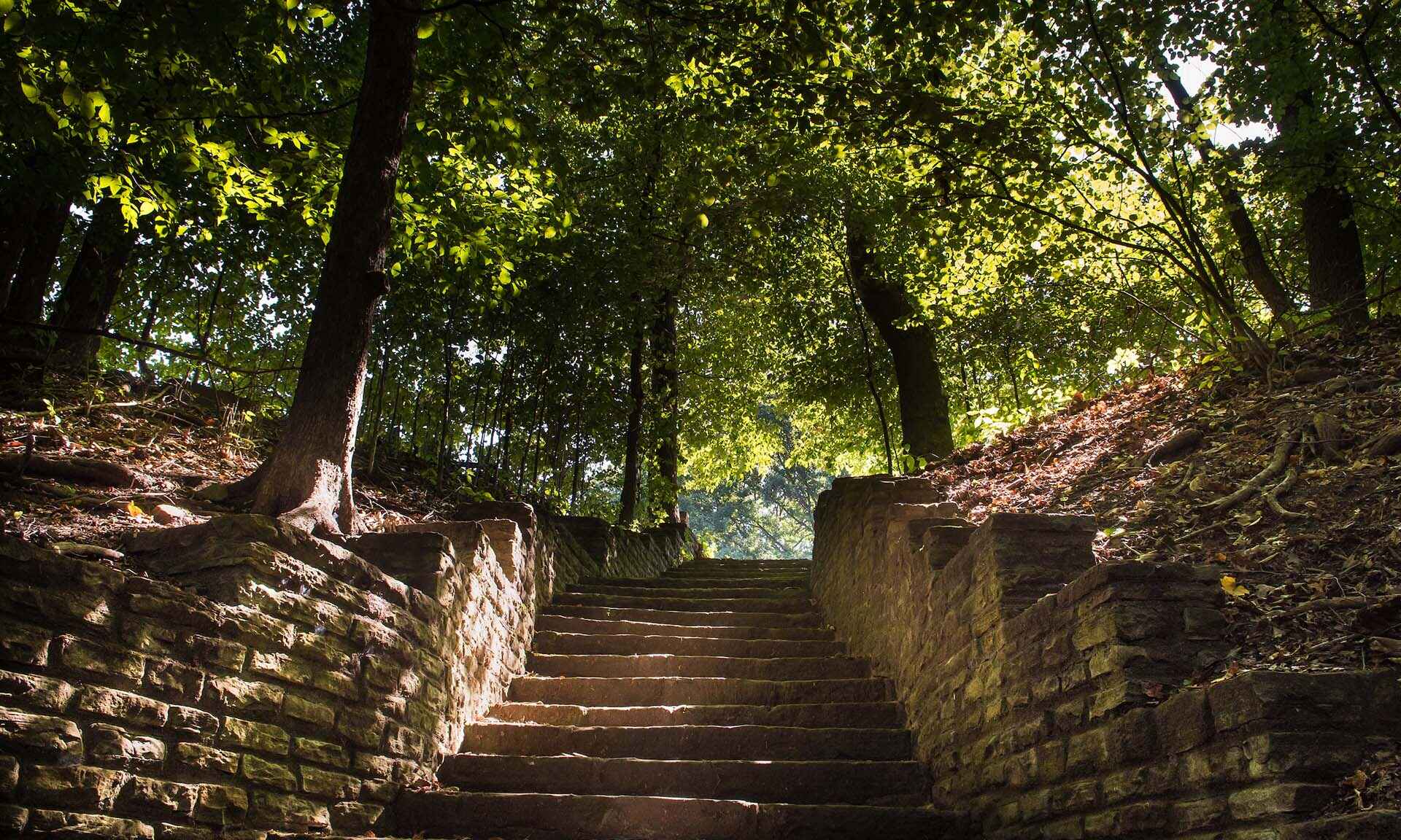 Stairs amongst trees