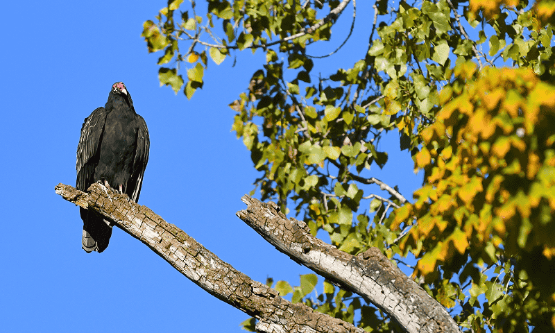 Buzzard sitting on a tree branch