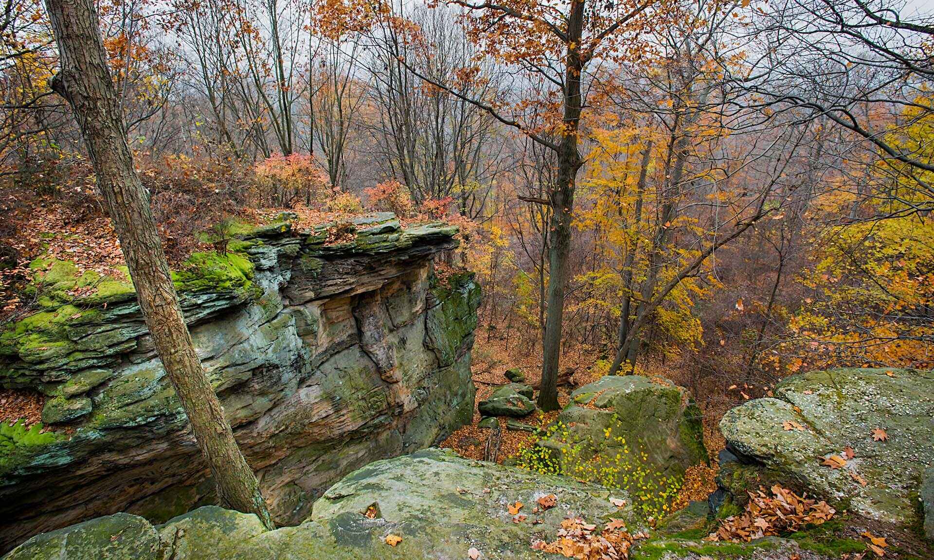 Rocks and trees