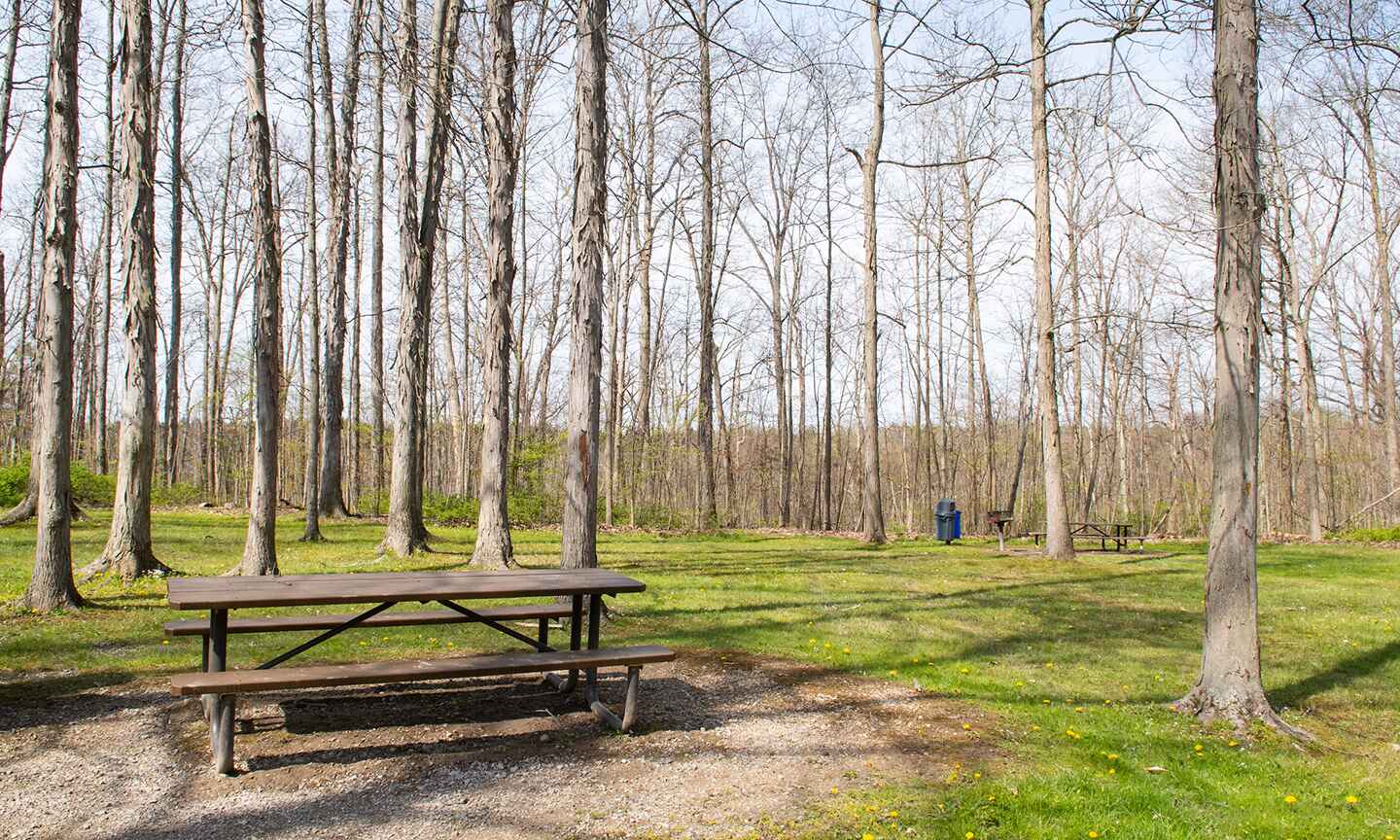 Picnic table surrounded by grass and trees