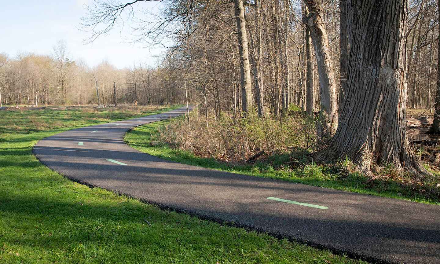 Walking path among grass and trees