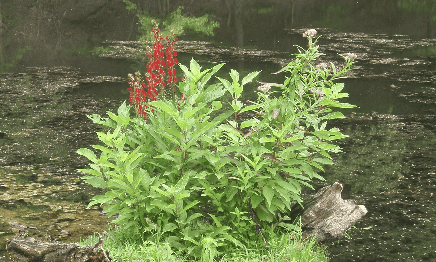 Flower growing near a body of water