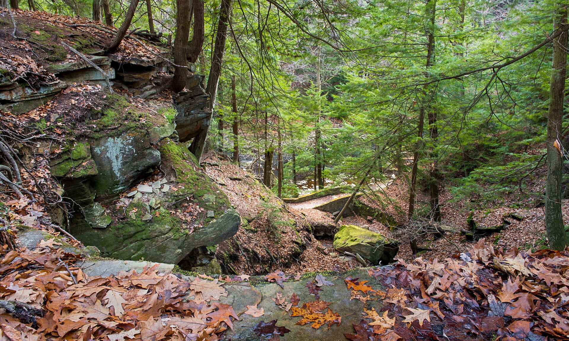 Rocks and trees with fallen leaves