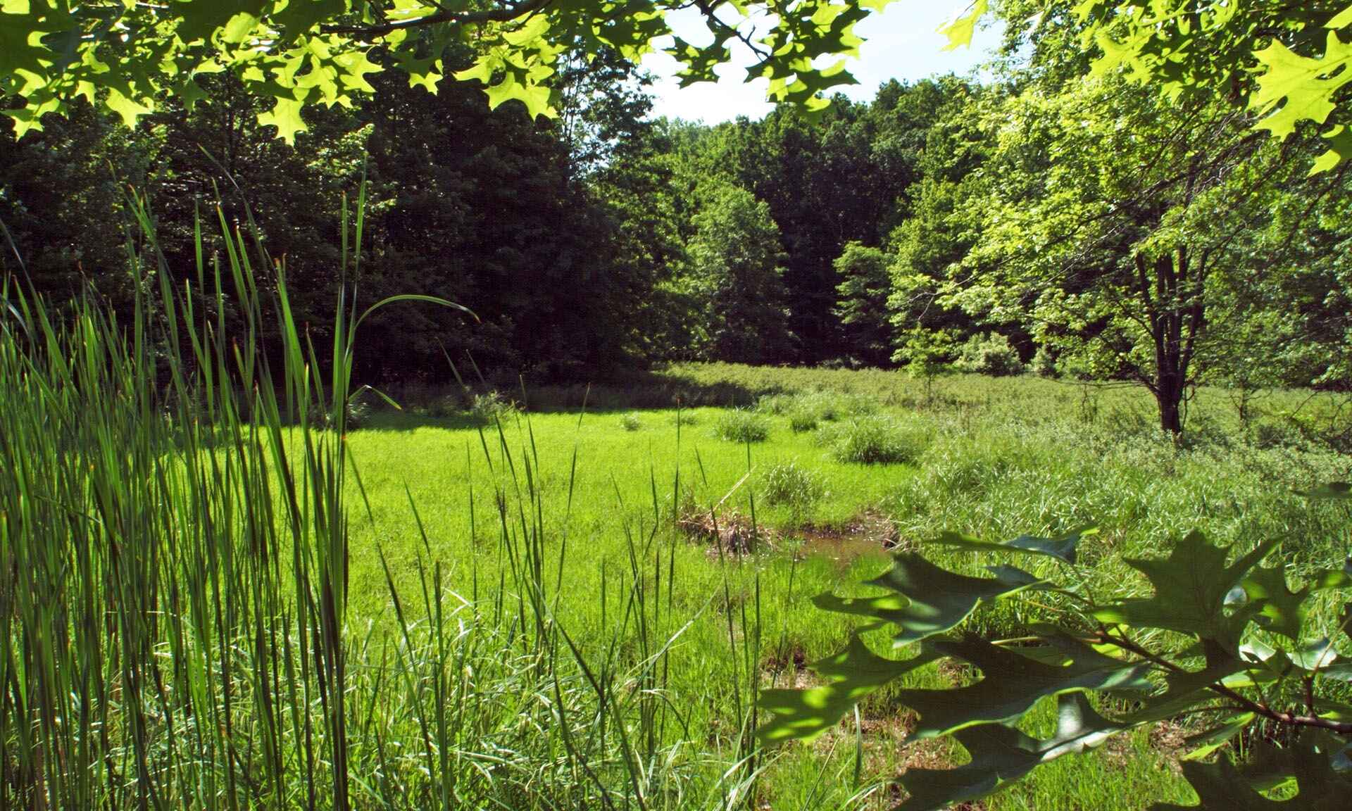 Plant and trees