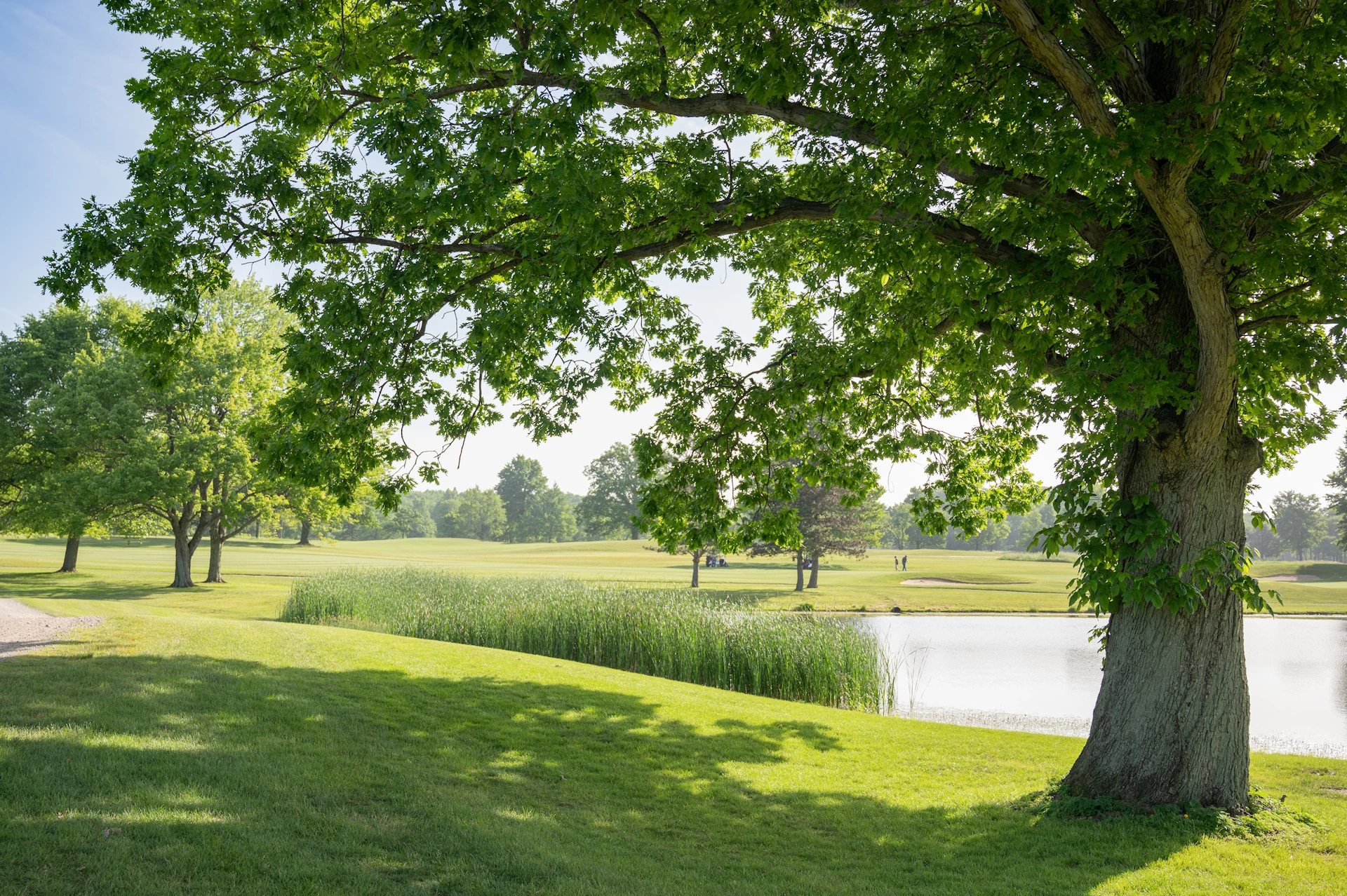 Seneca_Tree-and-Pond