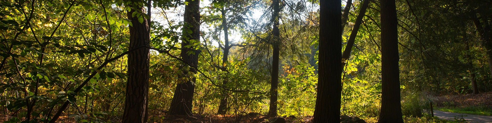 harriet keeler woods