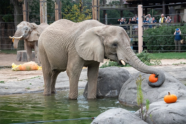 elephant reaching for pumpkin